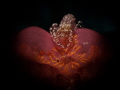   Soul My Heart Dactylonia ascidicola  